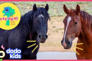 Hero Rescues Wild Horse Family Who Were Separated For So Long | Animal Videos for Kids | Dodo Kids