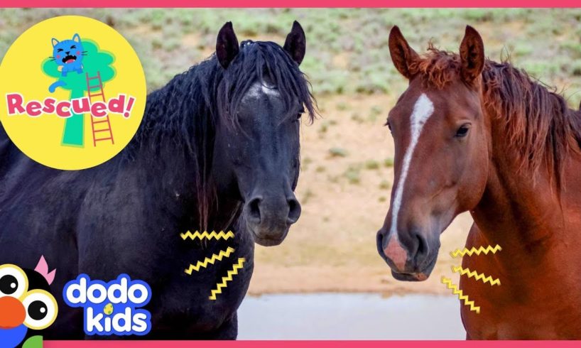 Hero Rescues Wild Horse Family Who Were Separated For So Long | Animal Videos for Kids | Dodo Kids