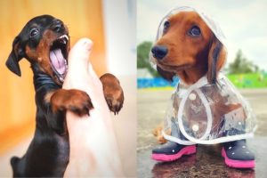 Hilarious Dachshund Funny Viral Videos - World's Mini Popular Dogs Playing And Bath Time!