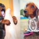 Hilarious Dachshund Funny Viral Videos - World's Mini Popular Dogs Playing And Bath Time!