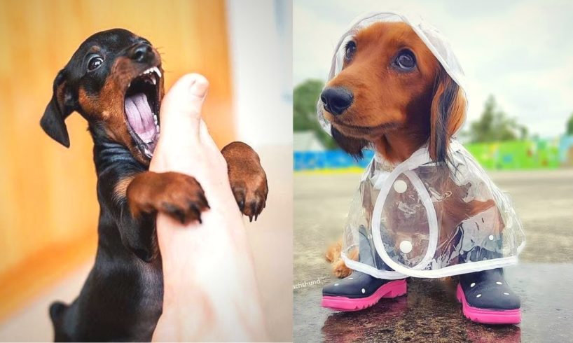 Hilarious Dachshund Funny Viral Videos - World's Mini Popular Dogs Playing And Bath Time!