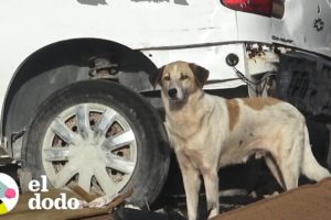 Hombre encuentra a un perro abandonado luego de un huracán | El Dodo