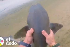 Hombre rescata a 3 tiburones con sus manos | El Dodo