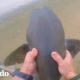 Hombre rescata a 3 tiburones con sus manos | El Dodo