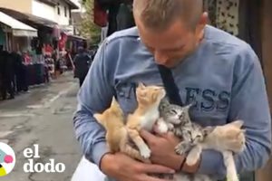 Hombre rescata a gatitos abandonados en el mercado | El Dodo