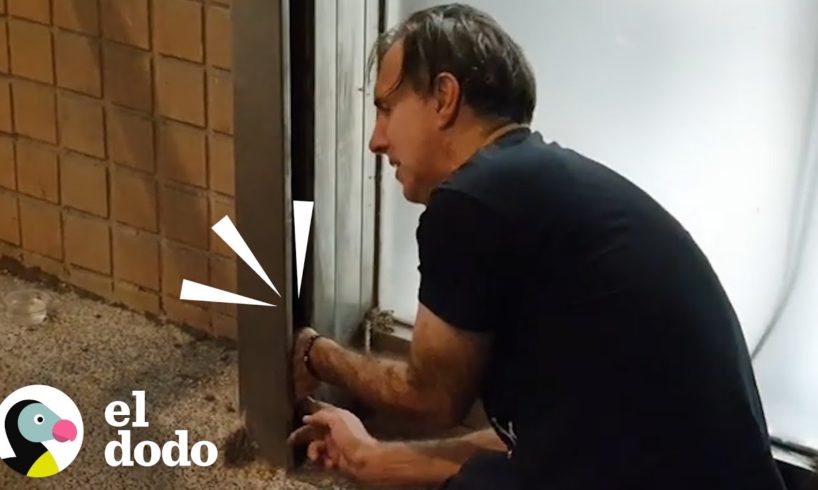 Hombre salva a gatito atascado en el portón de una tienda | El Dodo