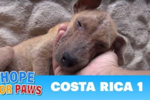 Hope For Paws dog rescue mission in Costa Rica!!!  Please share.