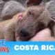 Hope For Paws dog rescue mission in Costa Rica!!!  Please share.