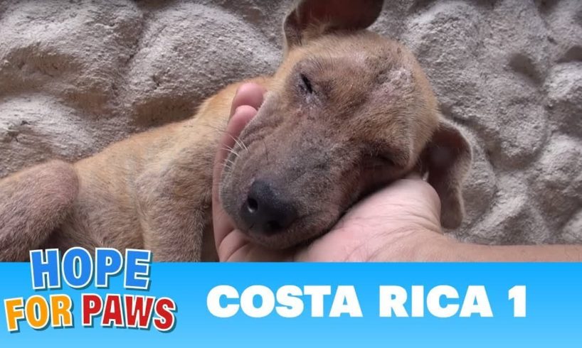 Hope For Paws dog rescue mission in Costa Rica!!!  Please share.