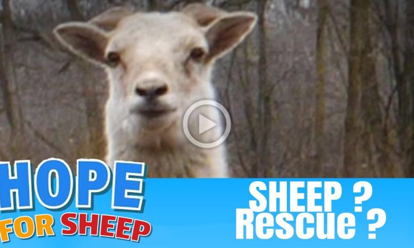 Hope Rescues SHEEP?!? On Friday 13th During Coronavirus Pandemic They Do!