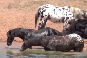 Horses Loving the Water - Watch our HORSES cooling off and playing in the water ..