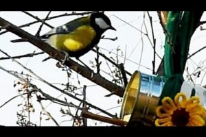 Howl Of A Dog - Rescued Dogs Help Us Make Bird Feeders From Tin Cans. Upcycling with fun