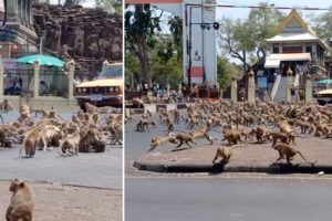 Hundreds Of Monkeys Fight Over Single Piece Of Food