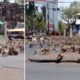 Hundreds Of Monkeys Fight Over Single Piece Of Food