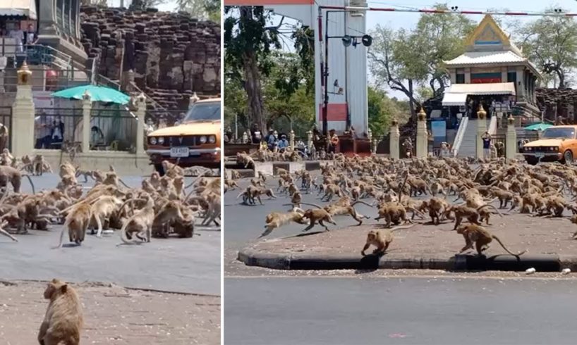 Hundreds Of Monkeys Fight Over Single Piece Of Food