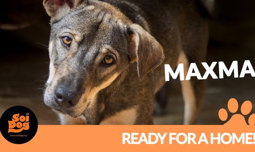 I'm Maxma, one of hundreds of dogs rescued from the streets of Thailand. Life is not easy for us...