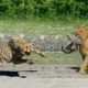 Incredible Battle for Survival -  Wild Animals Fighting ! Lion vs Leopard