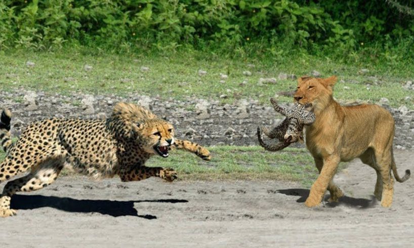 Incredible Battle for Survival -  Wild Animals Fighting ! Lion vs Leopard