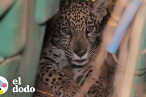 Jaguar bebé es rescatado de su vida como mascota | El Dodo