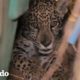 Jaguar bebé es rescatado de su vida como mascota | El Dodo