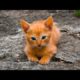 Kitten Playing in Naughty mode | Very Funny animals 2020 | Mini cat videos | Kittens sounds Meowing