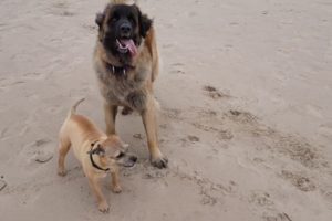 LEONBERGER DOG | DOG PLAYS WITH A MIXTURE OF DIFFERENT DOGS #leonberger #dog #goldenretriever