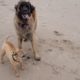 LEONBERGER DOG | DOG PLAYS WITH A MIXTURE OF DIFFERENT DOGS #leonberger #dog #goldenretriever