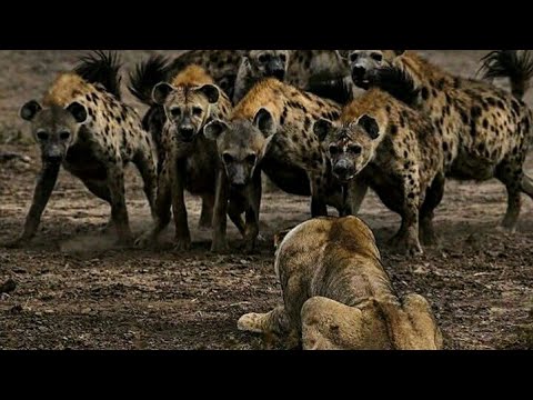 LION vs HYENA - 7 against 1  (Animal fight)