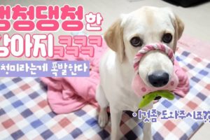 Labrador Retriever Puppy Playing with Toy Adorable Animal Video