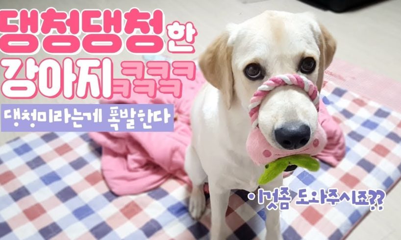 Labrador Retriever Puppy Playing with Toy Adorable Animal Video