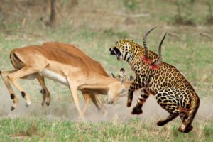 Leopard Ambush Impala - Animals Fight For Survival -  Amazing Animals Attack - Wild Animals Fight