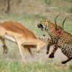 Leopard Ambush Impala - Animals Fight For Survival -  Amazing Animals Attack - Wild Animals Fight