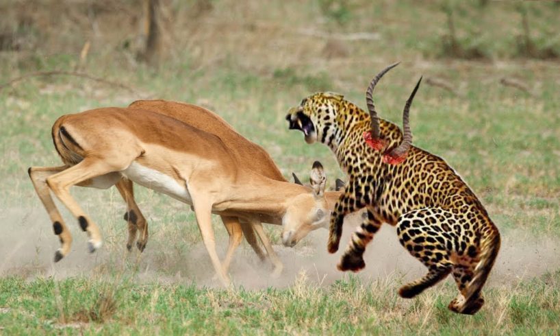 Leopard Ambush Impala - Animals Fight For Survival -  Amazing Animals Attack - Wild Animals Fight