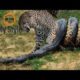 Leopards vs. Python Snake Real Fight - Leopard Wild Big Battle - Most Amazing Wild Animal Attacks