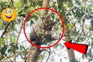 Lifestyle Monkey  Sitting on a high tree, Pitiful Monkey Big Belly |  Amazing monkey videos