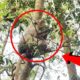 Lifestyle Monkey  Sitting on a high tree, Pitiful Monkey Big Belly |  Amazing monkey videos