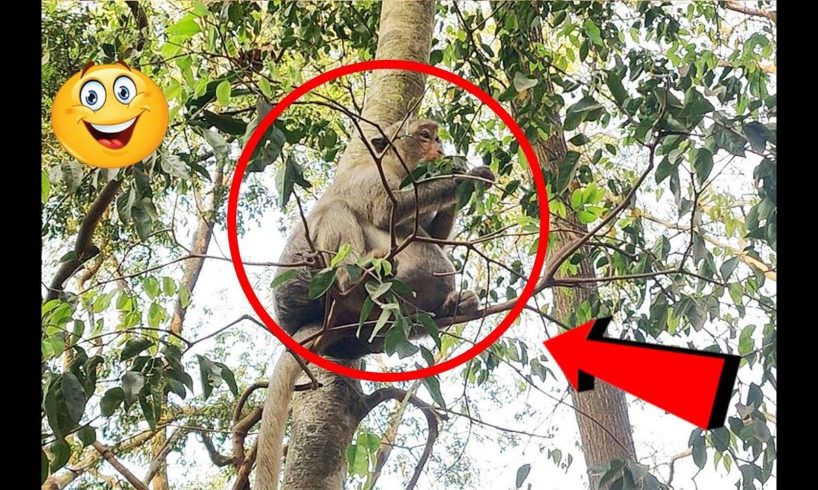 Lifestyle Monkey  Sitting on a high tree, Pitiful Monkey Big Belly |  Amazing monkey videos