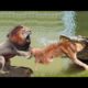 Lion Vs Crocodile - best animal fighting