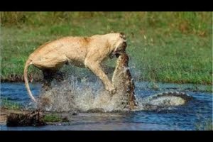 Lion vs Crocodile Fight-Wild Animal Attacks-The most incredible animal fights