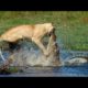 Lion vs Crocodile Fight-Wild Animal Attacks-The most incredible animal fights