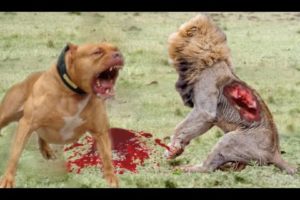 Lion vs Pitbull Real fight   Dog vs monkey   Dog vs boars   Crazy Animal Attack Compilation HD