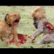 Lion vs Pitbull Real fight   Dog vs monkey   Dog vs boars   Crazy Animal Attack Compilation HD
