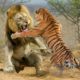 Lion vs Tiger Real Fight Animals. Batallas Épicas De Animales