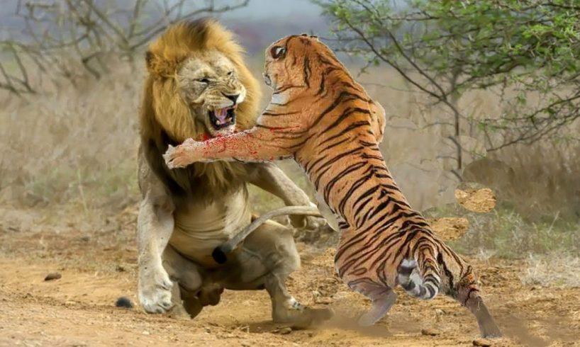 Lion vs Tiger Real Fight Animals. Batallas Épicas De Animales