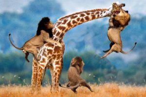 Lions Vs Giraffe Fight To Death - GIRAFFE OUTRUN FROM THE MATRIX OF LIONS  - Wild Animals Attack