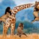 Lions Vs Giraffe Fight To Death - GIRAFFE OUTRUN FROM THE MATRIX OF LIONS  - Wild Animals Attack