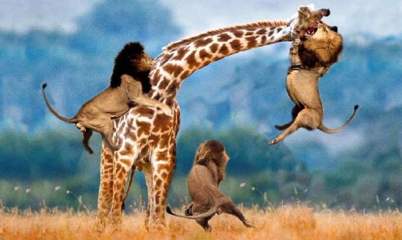 Lions Vs Giraffe Fight To Death - GIRAFFE OUTRUN FROM THE MATRIX OF LIONS  - Wild Animals Attack