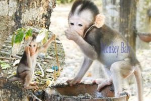 Little​​ Baby Playing With Plate, Baby Monkey Play Alone