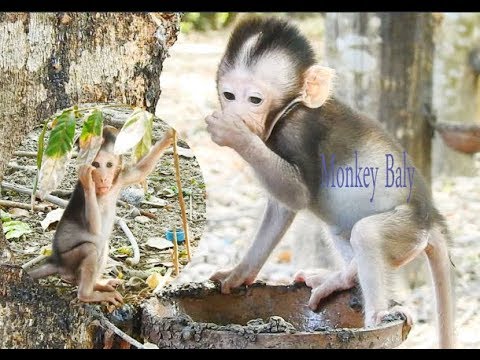 Little​​ Baby Playing With Plate, Baby Monkey Play Alone