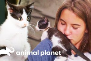 Looking After A Kitten With Suspected Feline Leukaemia | Amanda To The Rescue